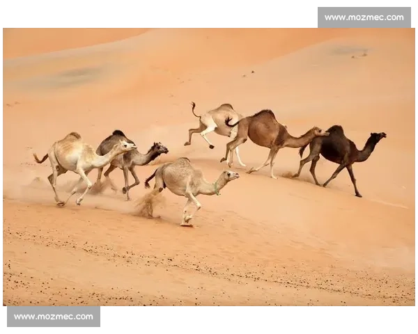 沙漠速度与传统交汇的国际骆驼竞速盛会全景纪实延续千年文化魅力展现人文精神